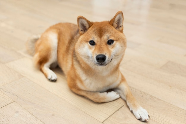 Free photo adorable shiba inu dog